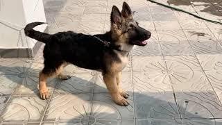 German Shepherd Puppy Barking. His name is Alveen. (3.5Months)