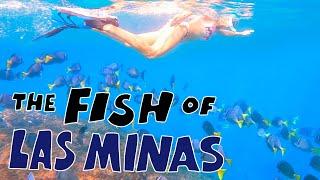 The Fish of Las Minas, Costa Rica