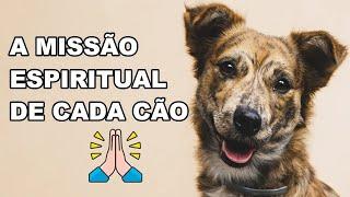 A MISSÃO ESPIRITUAL DO SEU CÃO....