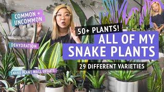 ALL OF MY SNAKE PLANTS | showing you my entire collection of different Sansevieria varieties!