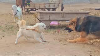 Dog fight