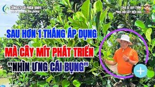 Chỉ Sau 1 Tháng – Mít Phục Hồi Mạnh Mẽ, Lá Xanh Mướt Nhìn “Ưng Cái Bụng”! | BMFE CORP