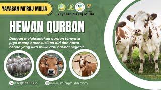 Yuk berkurban di yayasan Mi'raj Mulia ,berbagi berkah untuk anak yatim piatu dan dhuafa