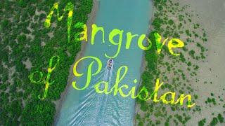 Mangroves of Pakistan