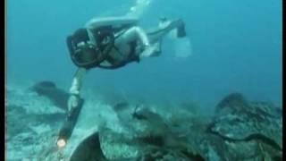 Swimming with stingrays