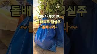돌배나무 분양은 이른봄이나 늦가을이 최적기 입니다. #돌배효능