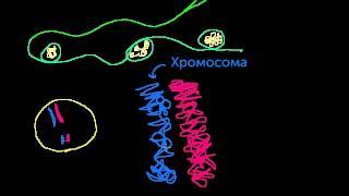 Хромосомы, хроматиды, хроматин и т.п. (видео 12)| Деление Клетки | Биология