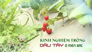 Kinh nghiệm trồng dâu tây ở miền Bắc | VTC16