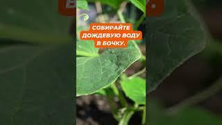 Лайфхак №8 Ленивый огород