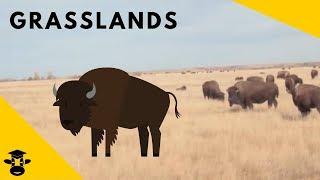 Grasslands ( Biomes of the World)