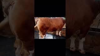 sapi super jumbo melimpah di jakarta selatan #sapijumbongamuk #sapi #cow #sapisuperjumbo #sapijumbo