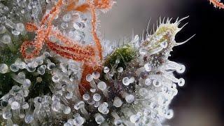 Cannabis Under A Microscope!