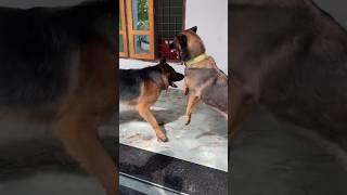 ആഹാ അത്രക്ക് ആയോ നീ | LeoLaika| #adorabledog #chottu #germanshepherd #doglover #dogfunny