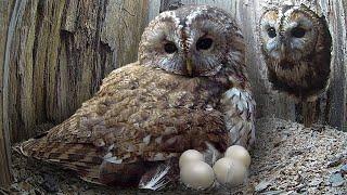 Tawny Owls' Long Battle for Chicks of Their Own | Luna & Bomber | Robert E Fuller