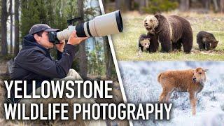 Photographing a Grizzly Bear with Cubs & Gray Wolves!! - Yellowstone Spring Wildlife Photography