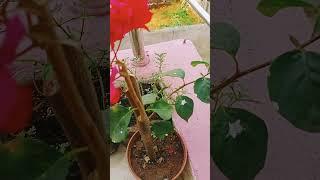 Beautiful Bougainville ke flowers  viral #trending #videomy gardening plant in the pot 