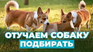 ТОП 5 причин, почему собака хватает гадость! 3 способа правильно отреагировать на поведение питомца