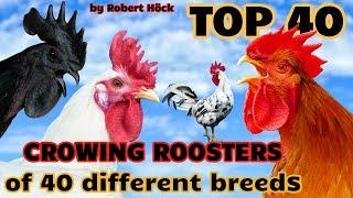 40 different roosters crowing - Krähruf der Hähne von 40 verschiedenen Hühnerrassen im Vergleich