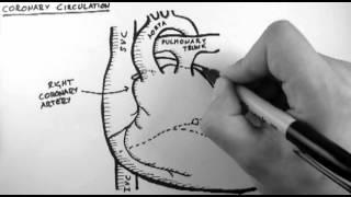 Coronary Circulation