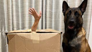 Will My Dog Unbox Me ?!?!  #dog #smartdog #dogfunny