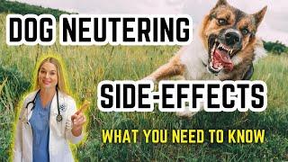 The Behavior Changes in Neutered Dogs?! | Vet simply Explains