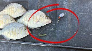 Barred Surf Perch Fishing: How to Set up the Carolina Rig for Success!