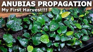 How to Divide Anubias!!! | Harvesting my Emersed Anubias Plants!!!
