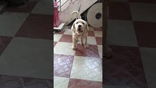 Labrador retriever barking !#shorts