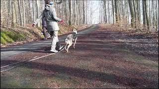 Rocky (ehemals Piero) bleibt Begegnungen mit fremden Hunden mittlerweile ruhig.