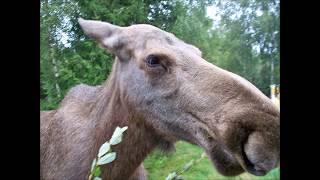 Schweden - Smålandet - Elchpark in Markaryd / Älgsafari i Markaryd