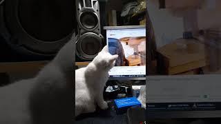 Frosty the Cat watching YouTube #shorts