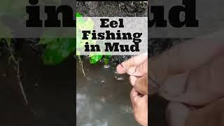 How to Catch Eals with a Fishing Rod | How to Catch Eals in the Mud , still ned Fishing Rod ?