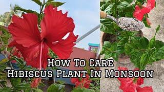 How To Care Hibiscus Plant In Monsoon #monsoon #monsooncare #hibiscus #hibiscusplantcare