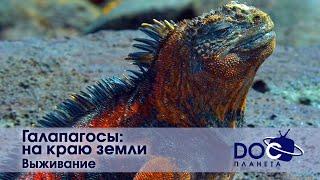 Галапагосы: На краю земли  - Часть 1. Выживание - Документальный фильм