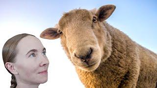 5 Things You Must Have to Raise Sheep!