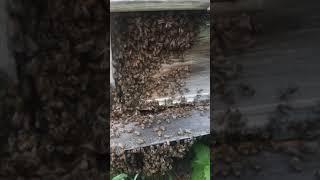 Выкучивание пчёл