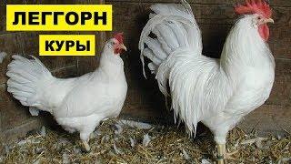 Разведение кур породы Леггорн как бизнес идея | Куры Леггорн