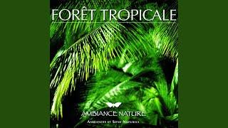 Ambiance Foret tropicale 3