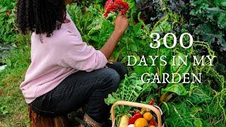 Lawn to food abundance - 300 Day allotment transformation