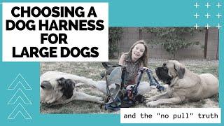 How to Choose a Dog Harness for Large Dogs ["NO PULL" Truth REVEALED!]