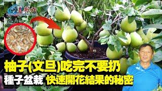 柚子（文旦）吃完不要扔，種子盆栽，快速開花結果的秘密！The secret of grapefruit trees quick flowering and fruiting