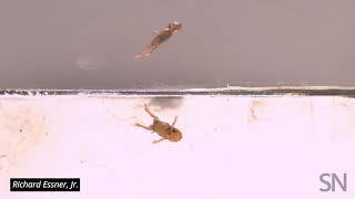 These tiny frogs are really bad at landing jumps | Science News