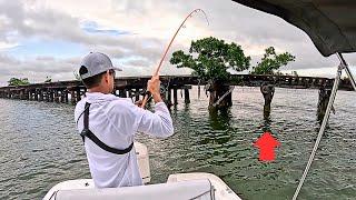 Fish on Every Piling! | Mangrove Snapper CCC