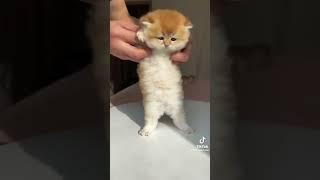 aaaaa cute.#masukberanda #shorts #kucingimut #kucingcomel #cutecat #like #subscribe