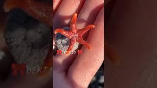 эдит морские обитатели 