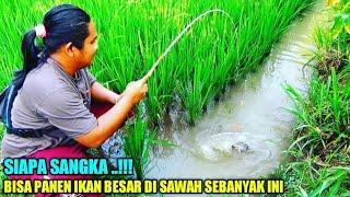 Rejeki Dapat Ikan Besar Sebanyak Ini || Mancing Di Sawah Target Ikan Gabus Besar Strike Nila & Lele