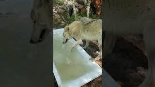 Как волки в ванной купались