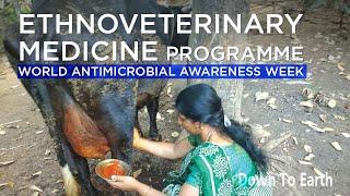 How ethnoveterinary medicines combat Antimicrobial resistance | World AMR Week