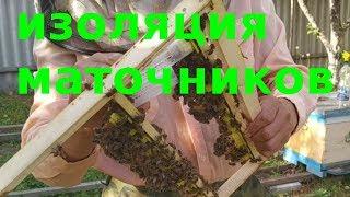 Вывод маток. Изоляция маточников.