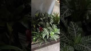 Houseplants at Lowe's pt. 3/3 | Big box store plant shopping #shorts